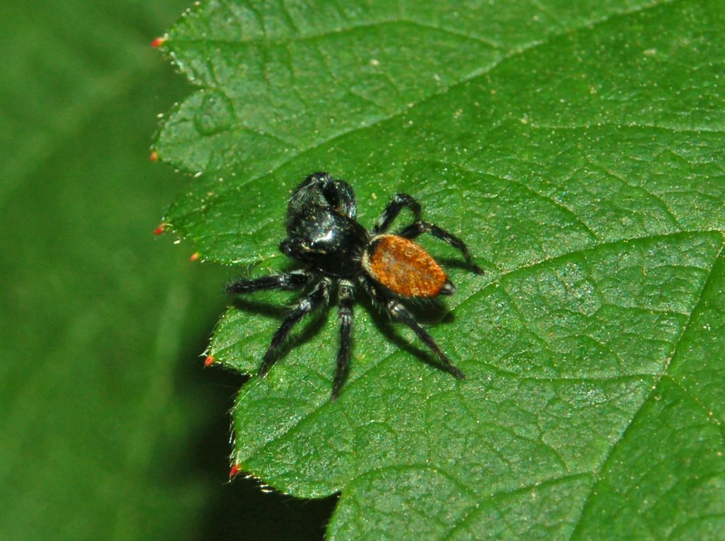 Carrhotus xanthogramma